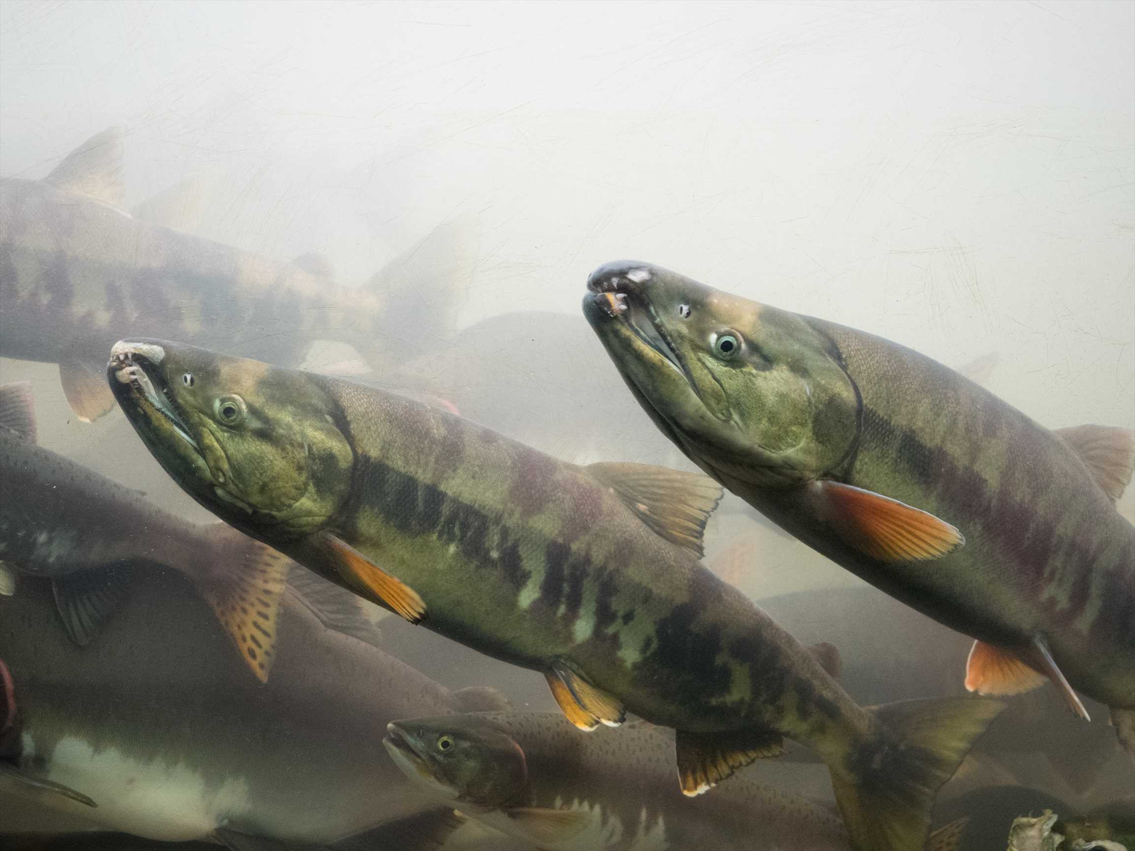 魚群行動計測学研究室