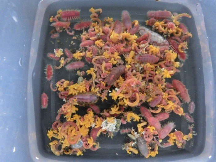 海洋環境学研究室