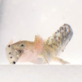 生物機能化学研究室