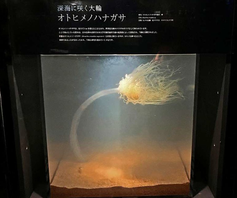新江ノ島水族館で展示されている「オトヒメノハナガサ属の一種」の浮遊標本