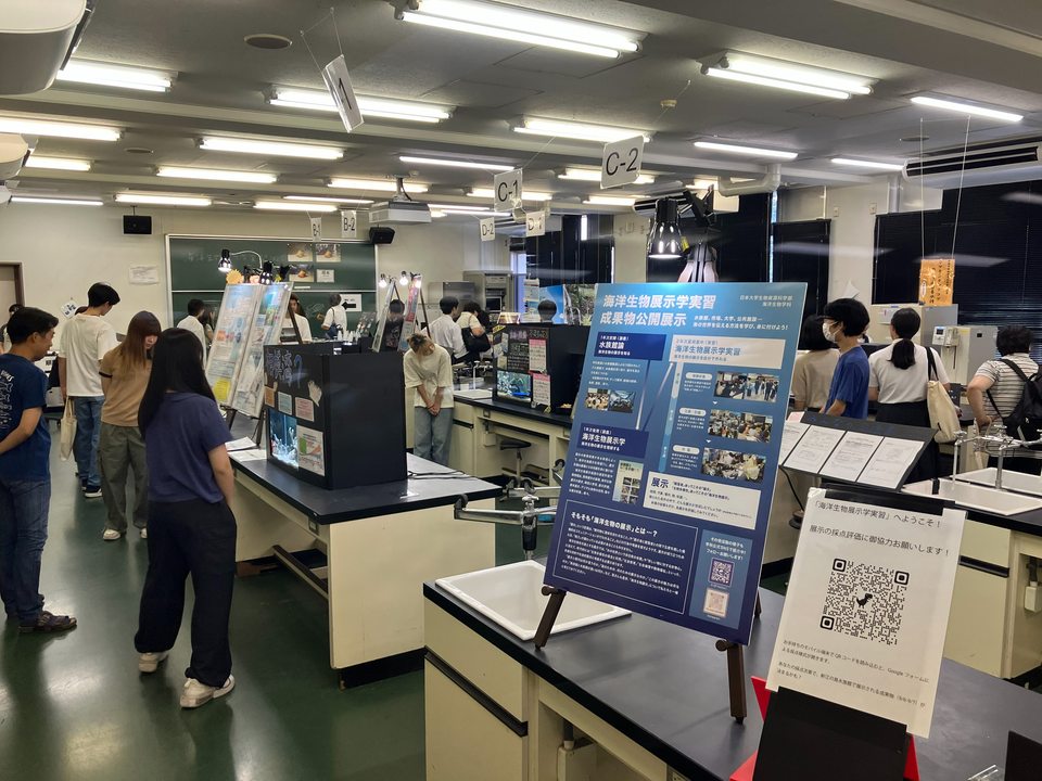 海洋生物展示学実習における成果物の発表風景
