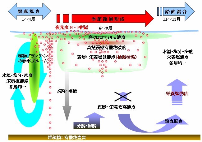 相模湾沿岸域における夜光虫の栄養塩類再生の概念図