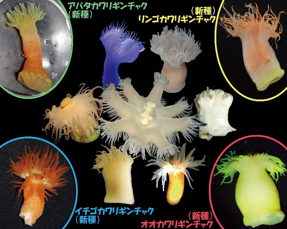 日本産ヤツバカワリギンチャク上科の一部標本写真