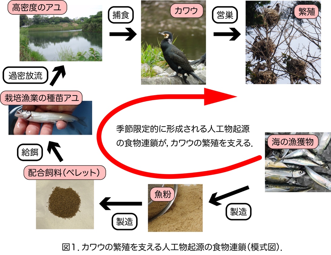 カワウの繁殖を支える人工物起源の食物連鎖模式図