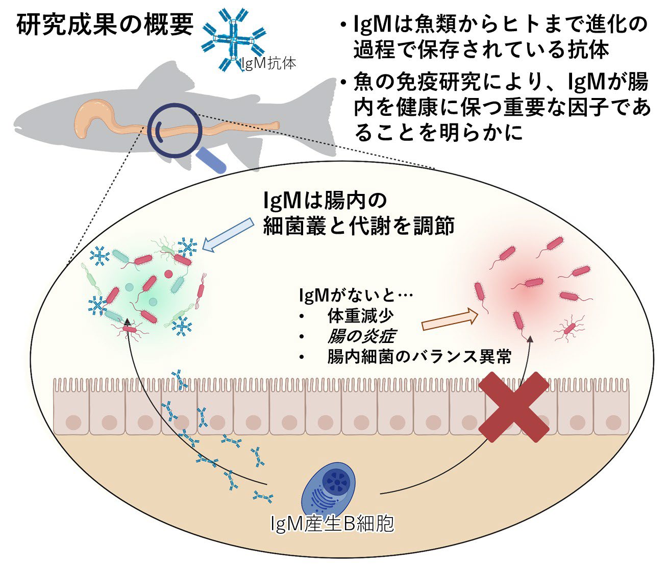 IgMが魚類の腸内細菌叢と代謝を調節することを示す概要図