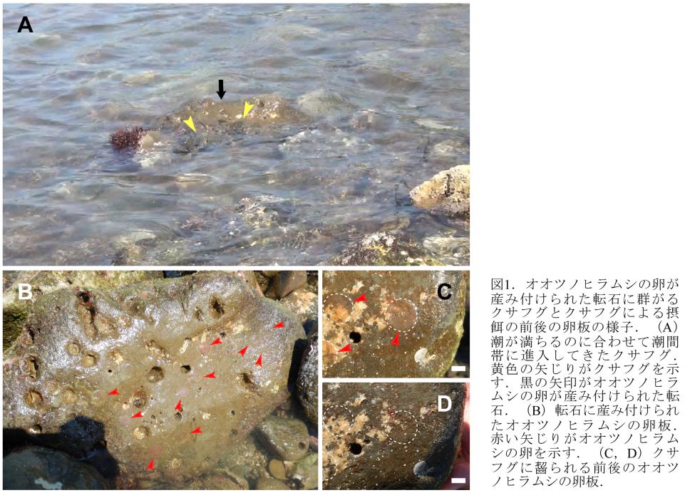 クサフグによる有毒ヒラムシ卵板の摂食行動