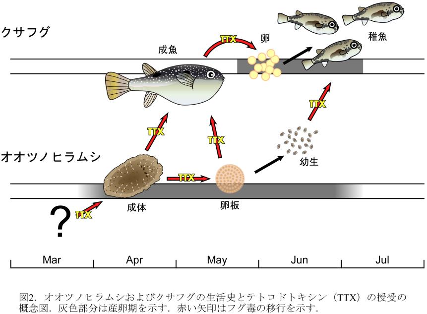 オオツノヒラムシとクサフグの生活史におけるTTX授受の概念図