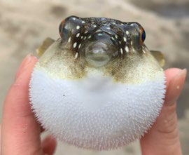 オオツノヒラムシとクサフグに含まれるTTX関連成分の比較
