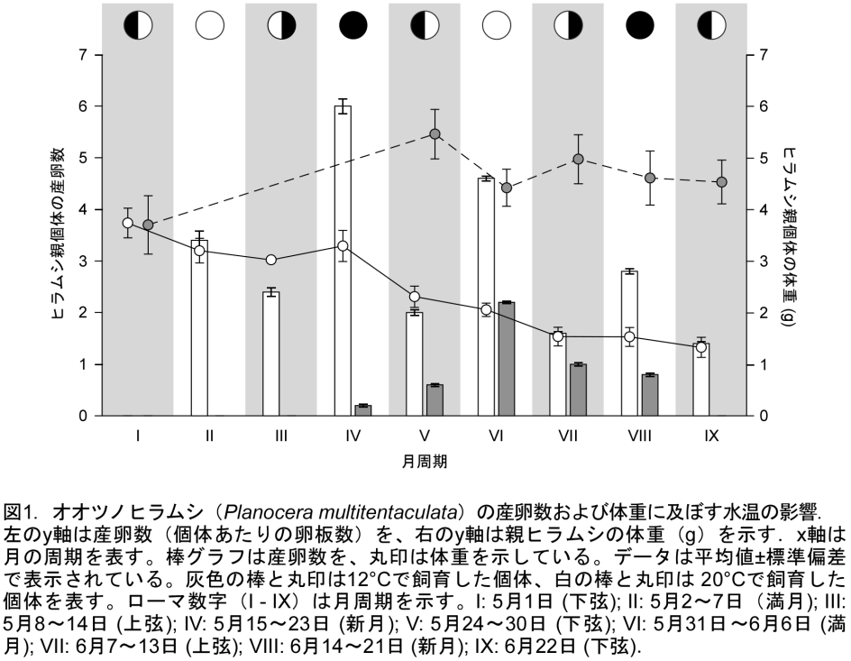 オオツノヒラムシの産卵数と体重に及ぼす水温の影響