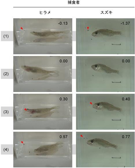 捕食者がフグの仔魚を吐き出す様子
