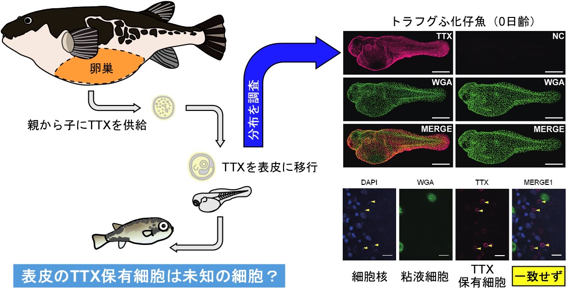 トラフグふ化仔魚におけるTTX保有細胞分布の概要
