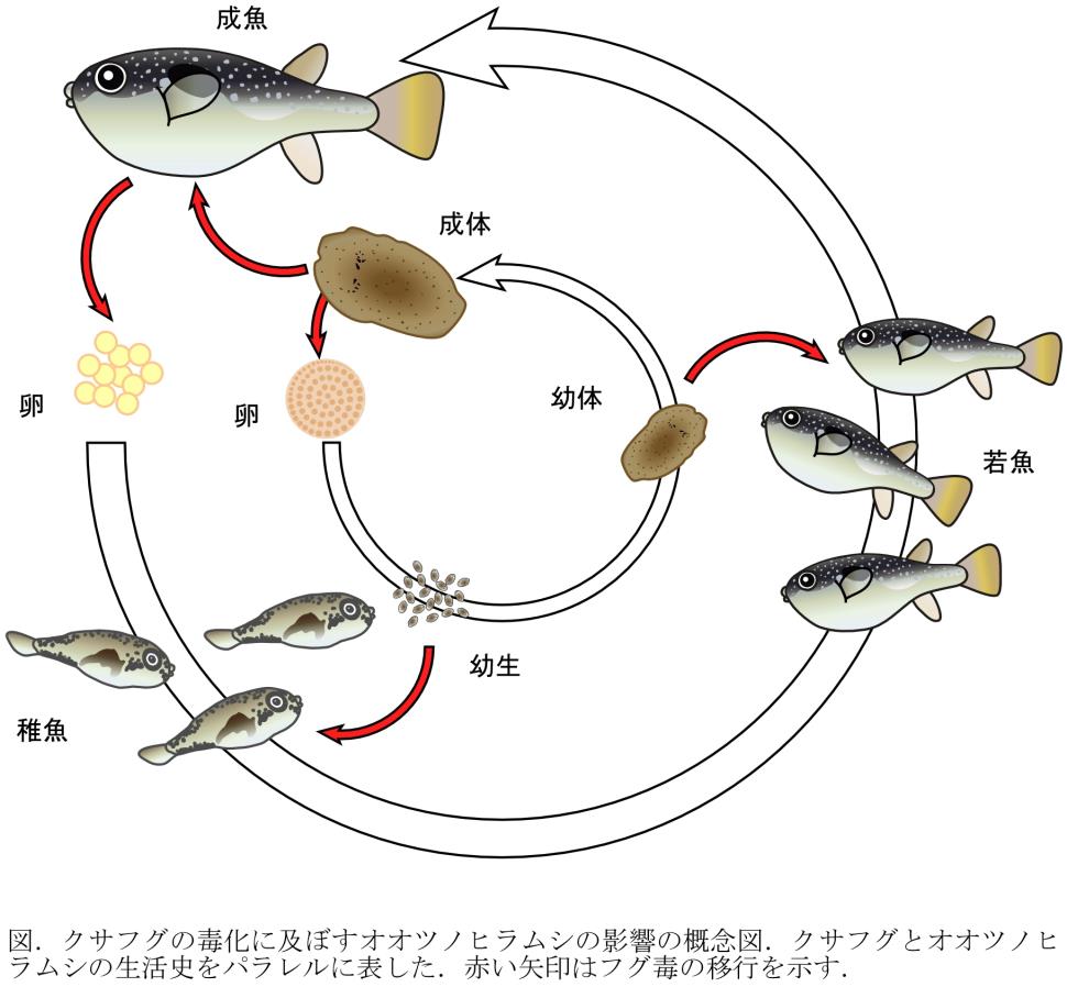 クサフグとオオツノヒラムシの生活史と毒移行