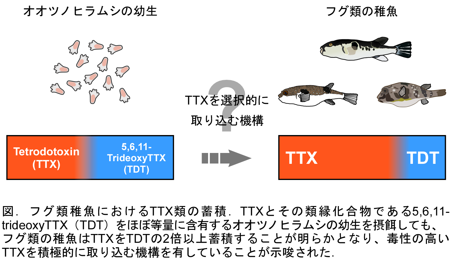 フグ類稚魚におけるTTX類の選択的蓄積を示す模式図