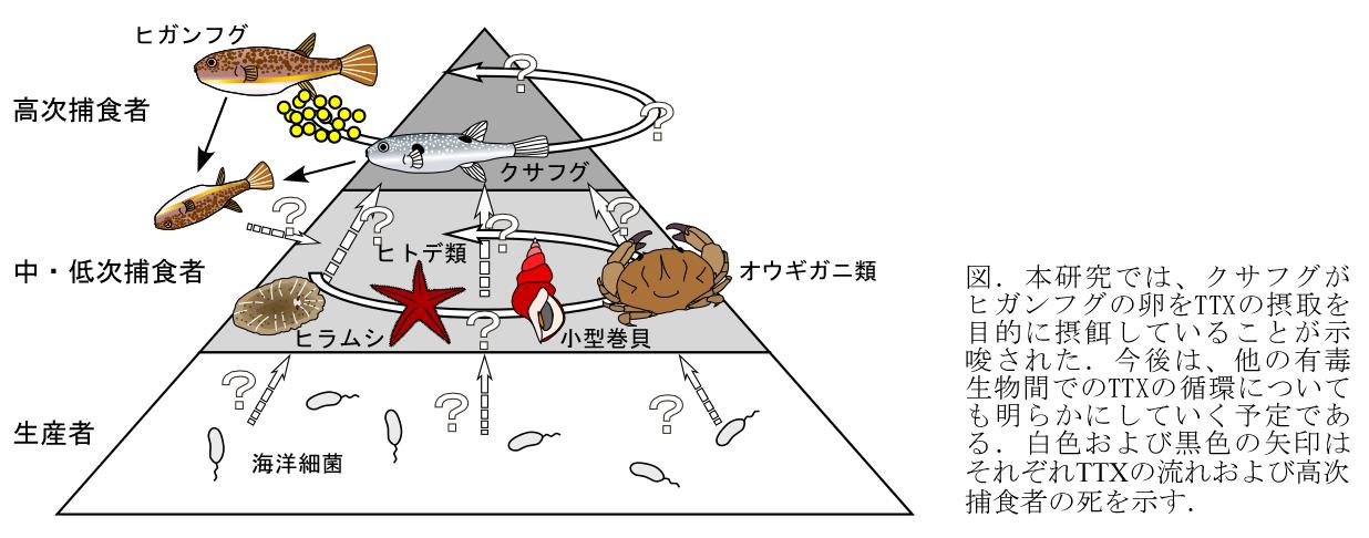 フグ毒のループ図