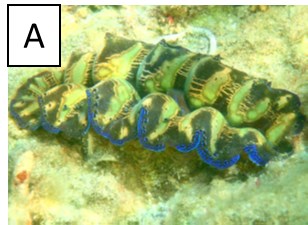 サンゴ礁浅海に生息するシャコガイ