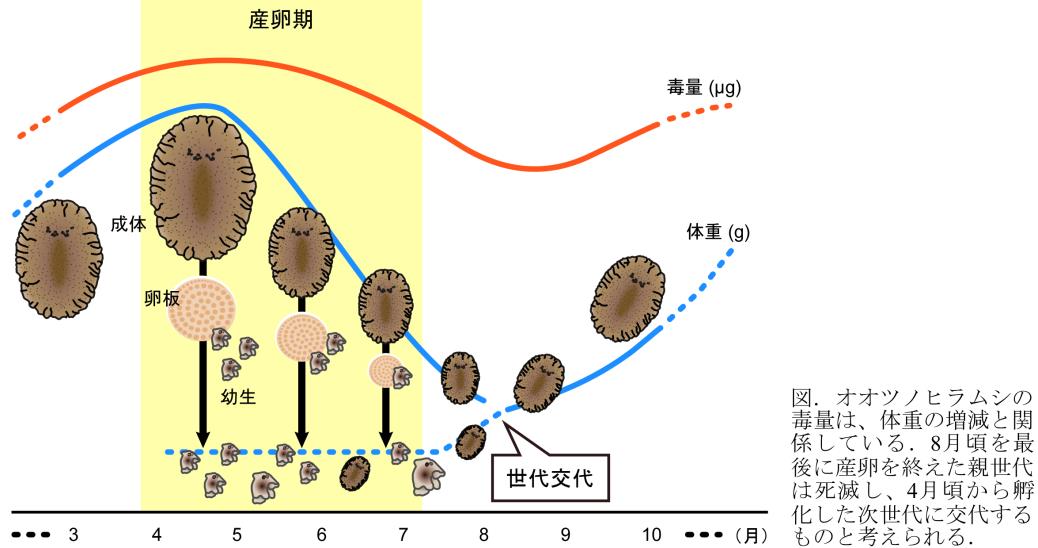 オオツノヒラムシのフグ毒量の季節変化