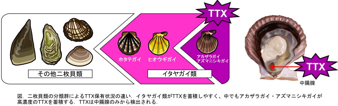二枚貝分類群ごとのTTX保有傾向を示す模式図