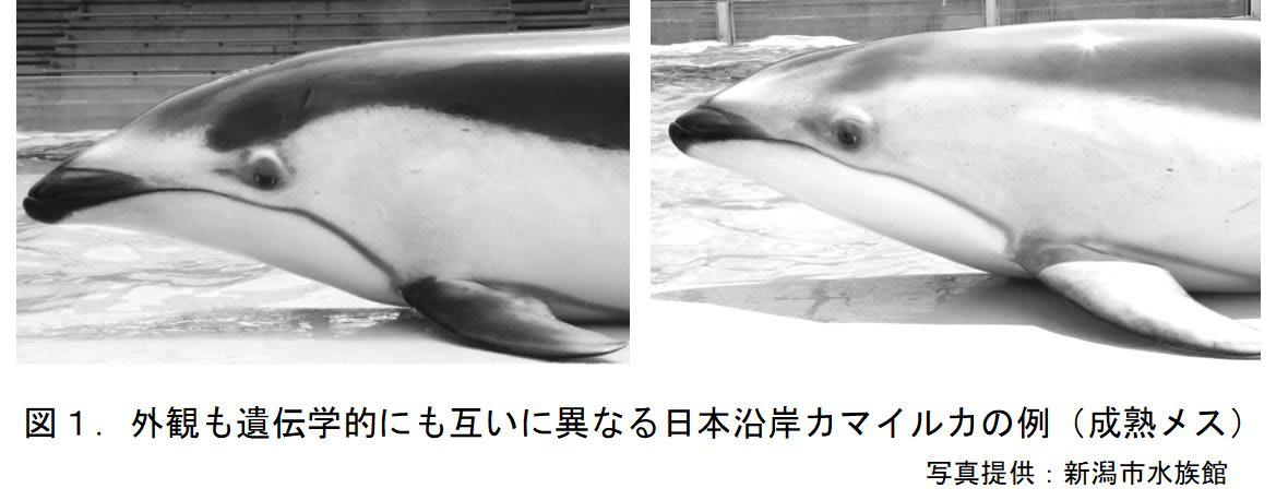 外観が異なる日本沿岸のカマイルカ2タイプ