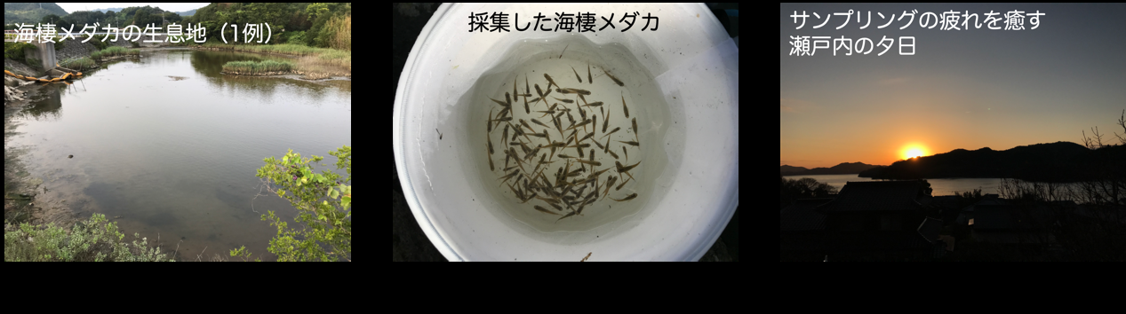 海棲メダカの生息環境と実験に用いた個体