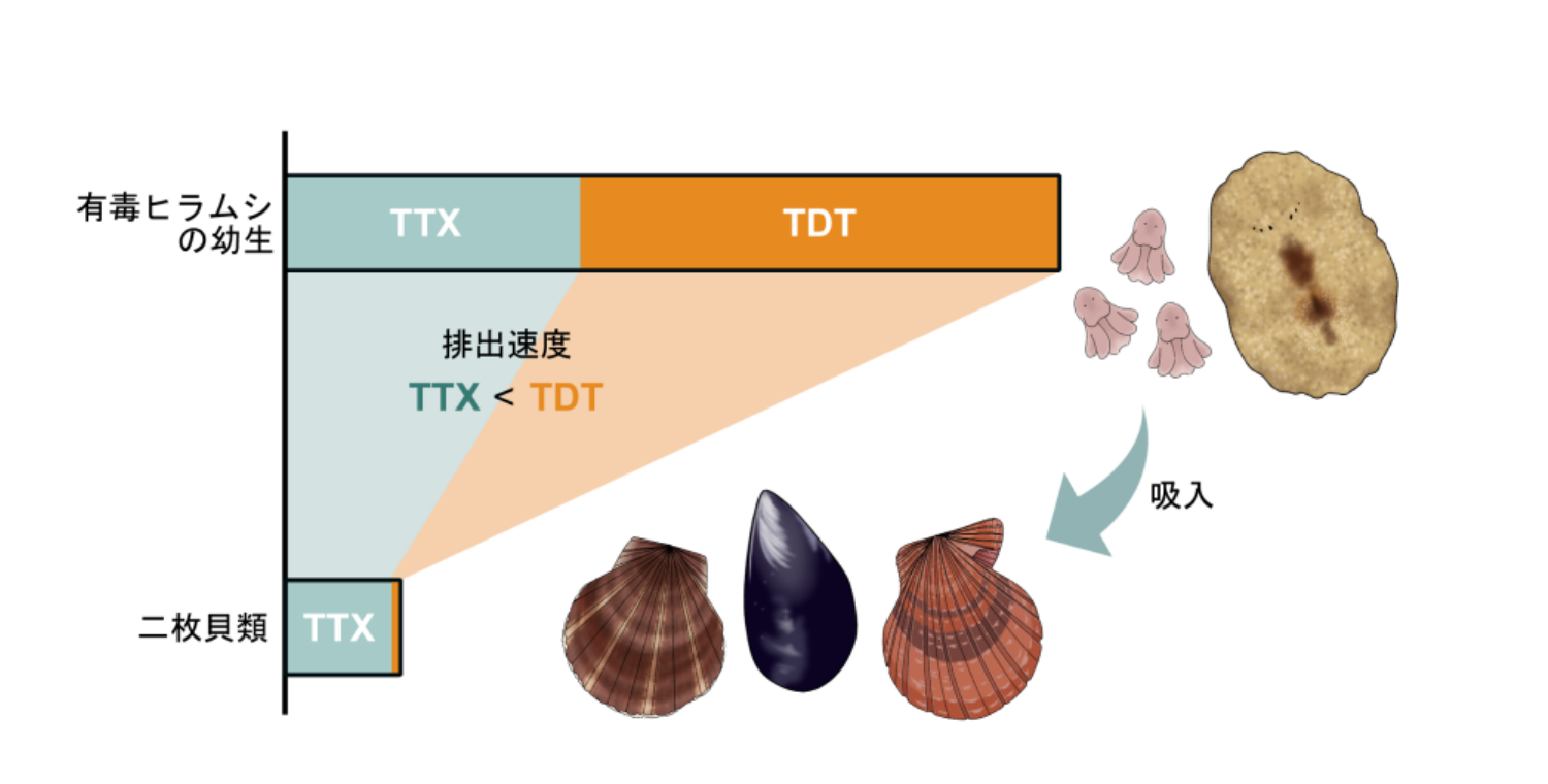 ムラサキイガイにおけるTTXとTDTの異なる排出特性を示す模式図