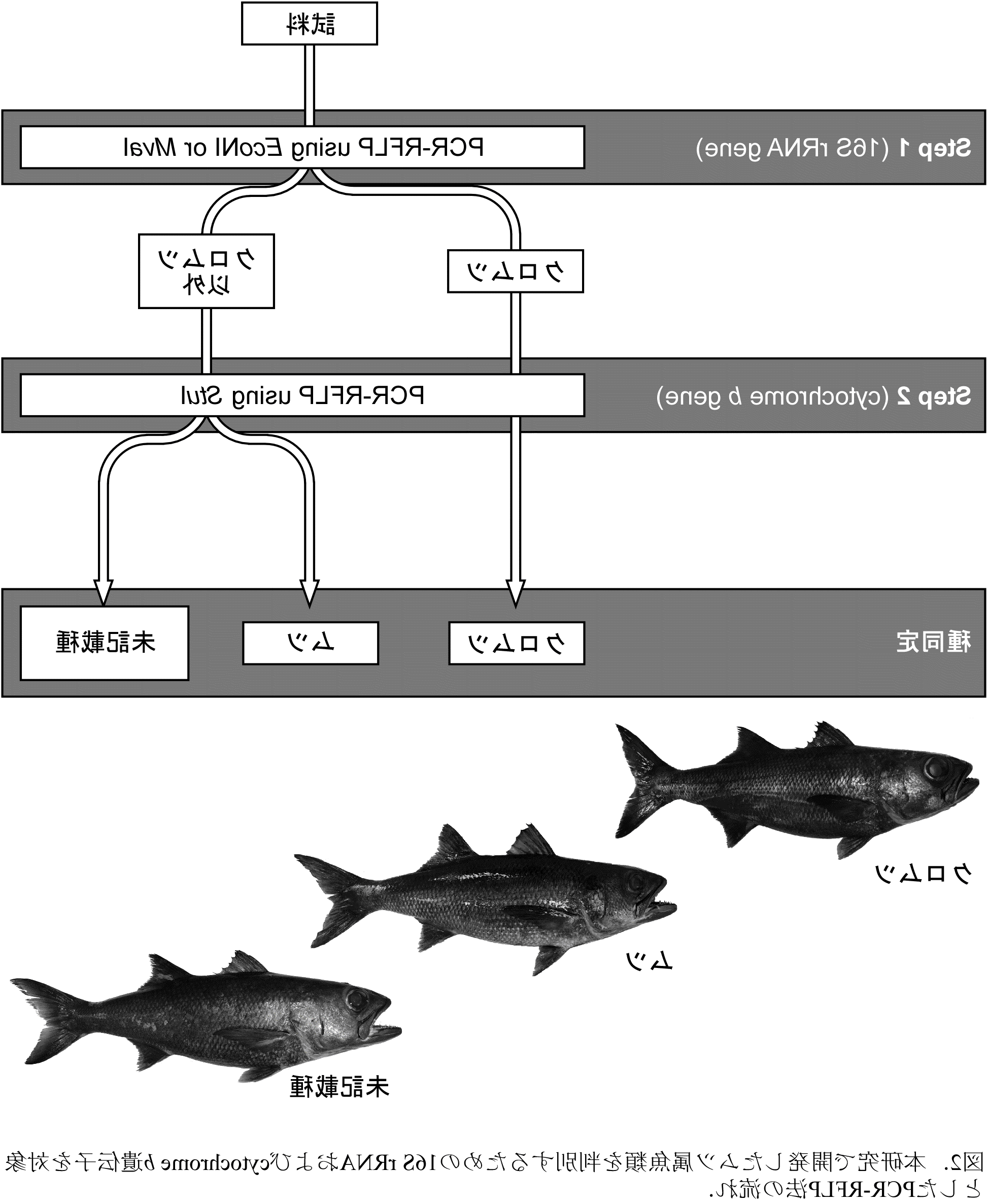 日本近海ムツ属魚類の系統関係