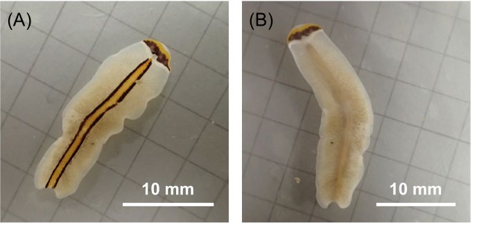 葉山沿岸部で採取した吸盤亜目ヒラムシProsthiostomum trilineatum