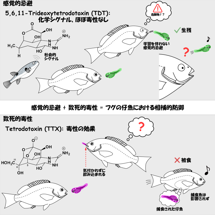 フグ仔魚においてTDTとTTXが捕食者を退ける相補的防御システムの概念図