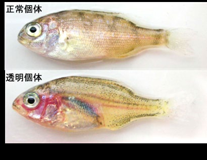 正常個体と透明個体のマダイ稚魚