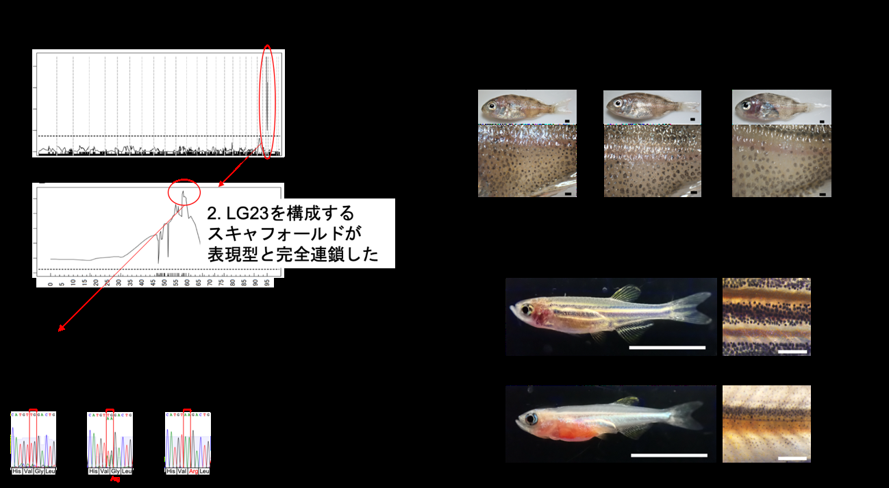 透明化形質の連鎖解析と候補遺伝子duoxaの検証