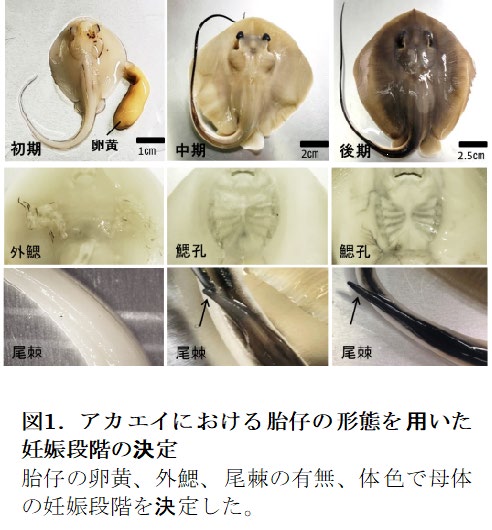 アカエイにおける胎仔の形態を用いた妊娠段階の決定