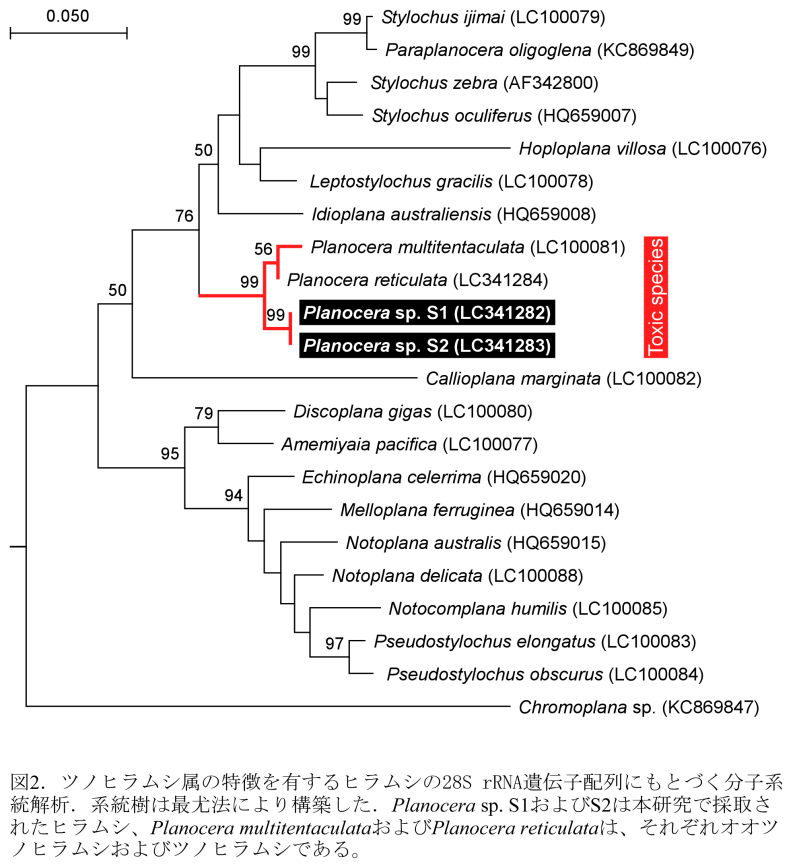 フグ毒保有ヒラムシの分子系統樹