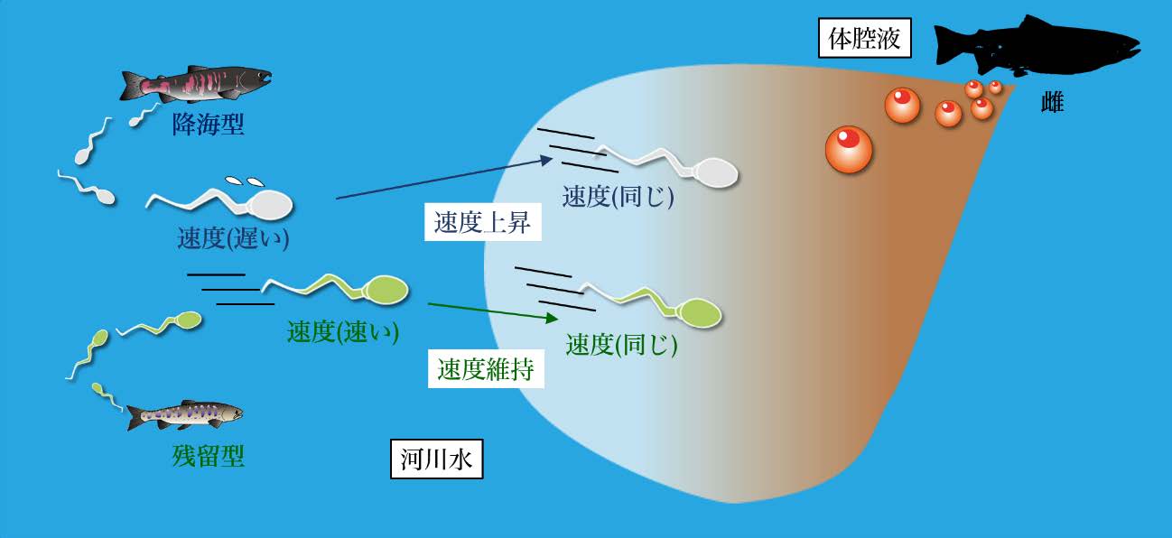 精子寿命の比較