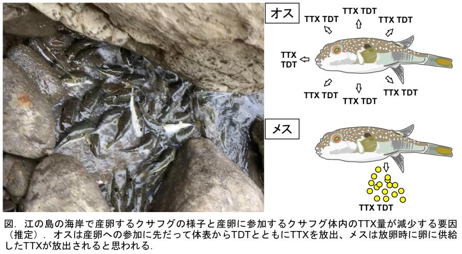 産卵に参加するクサフグと体内TTX量変化の模式図