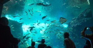 多様なカリキュラム